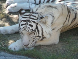 The White Tiger is a peaceful cat.