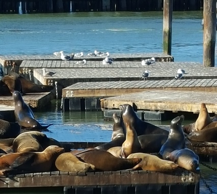 Seals and seagulls co-exist on docks at Pier 39.