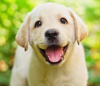 puppy, labrador